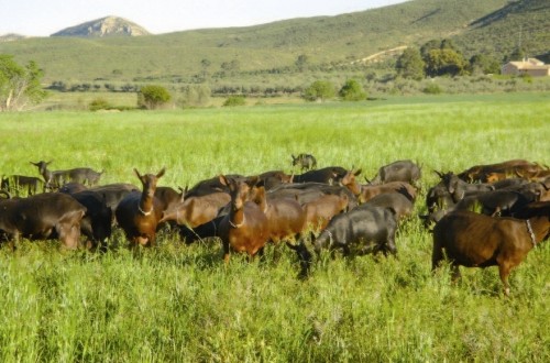 El precio medio nacional de las leches de oveja y cabra mejoró en septiembre, pero fue inferior a un año antes