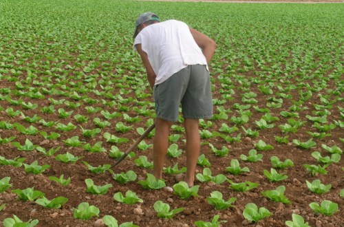 Agricultura ve ya muy probable que UE no apruebe la reforma de la PAC antes de mayo