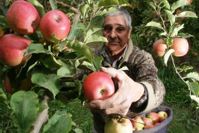 Previsión de un 3,2% más de cosecha nacional de manzana de mesa y un 7,1% menos de pera en 2018/19