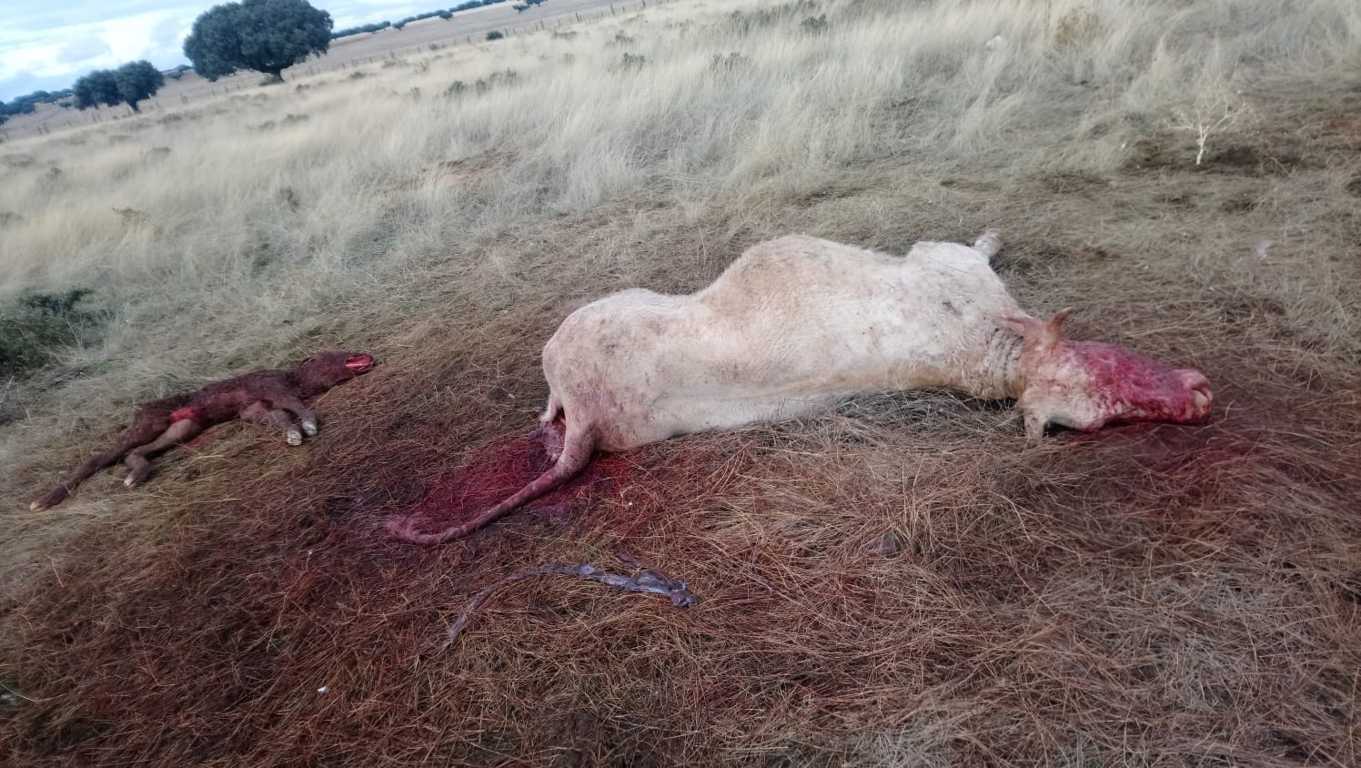 Una bandada de buitres mata a una vaca y a su ternero recién nacido en Salamanca