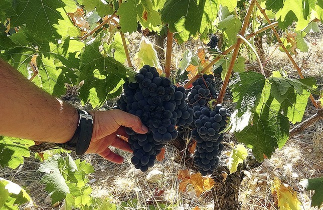 La ola de calor condiciona la vendimia y mermará la producción en Castilla-La Mancha y Extremadura