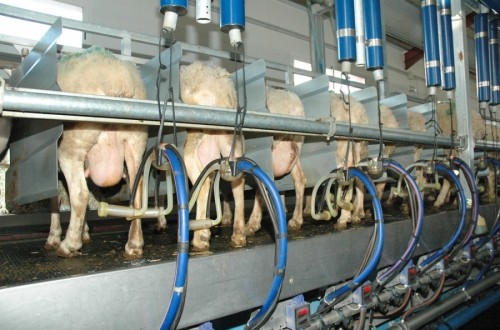 Racionamiento práctico del ganado ovino lechero