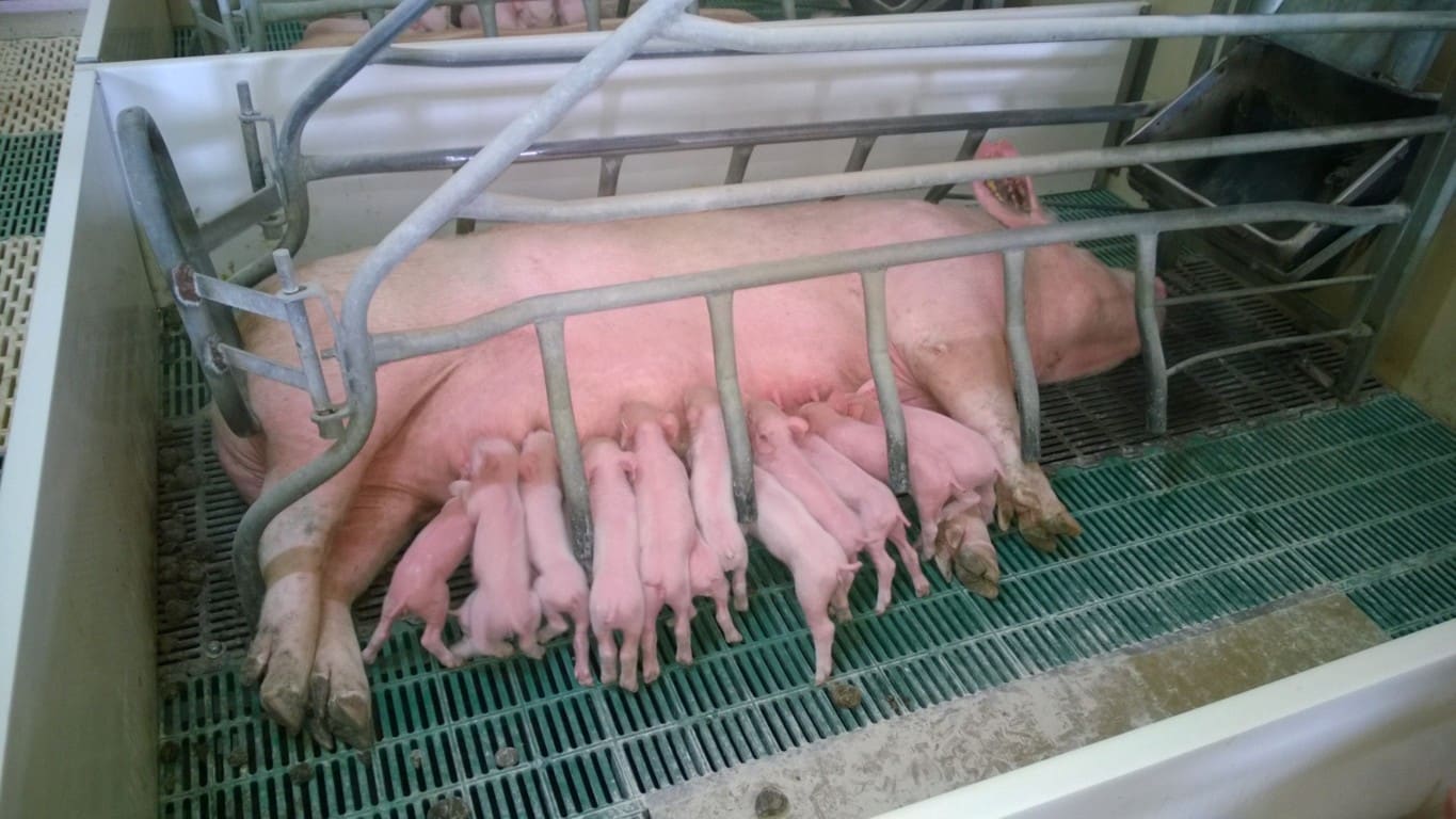 El MAPA ultima un RD sobre normas básicas de ordenación de granjas de porcino de cría intensiva