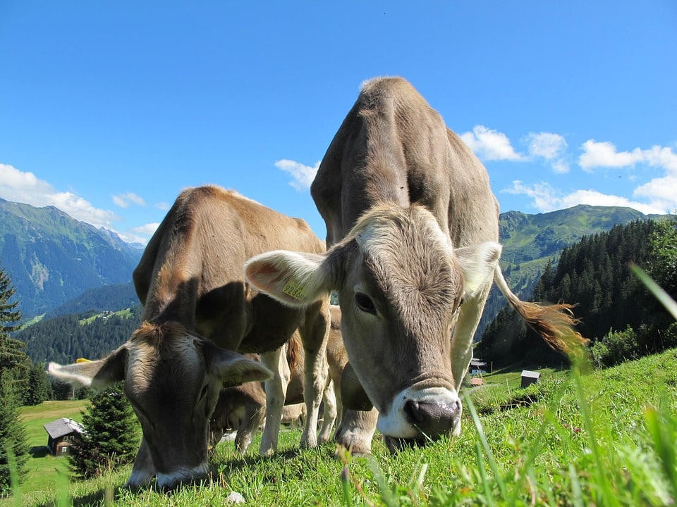 La producción sostenible de ganado en Europa: amenazas y soluciones