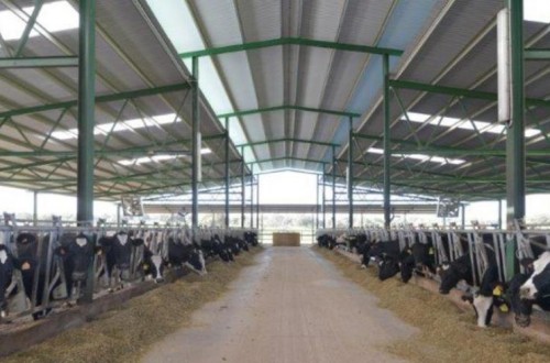 El precio medio de la leche de vaca en origen cerca del 12% por debajo en España de la media europea