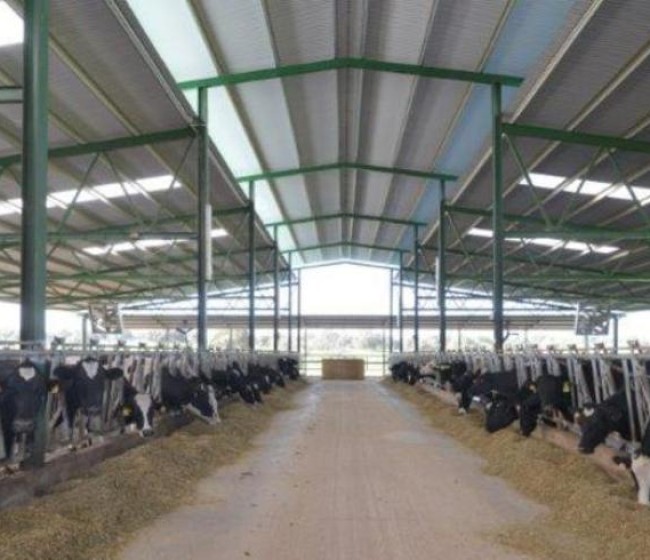 El precio medio de la leche de vaca en origen cerca del 12% por debajo en España de la media europea