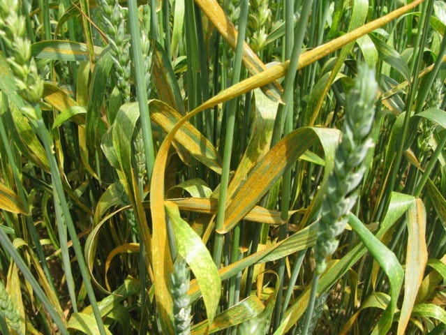 Estrategias para el control de la roya amarilla en el cultivo del trigo blando