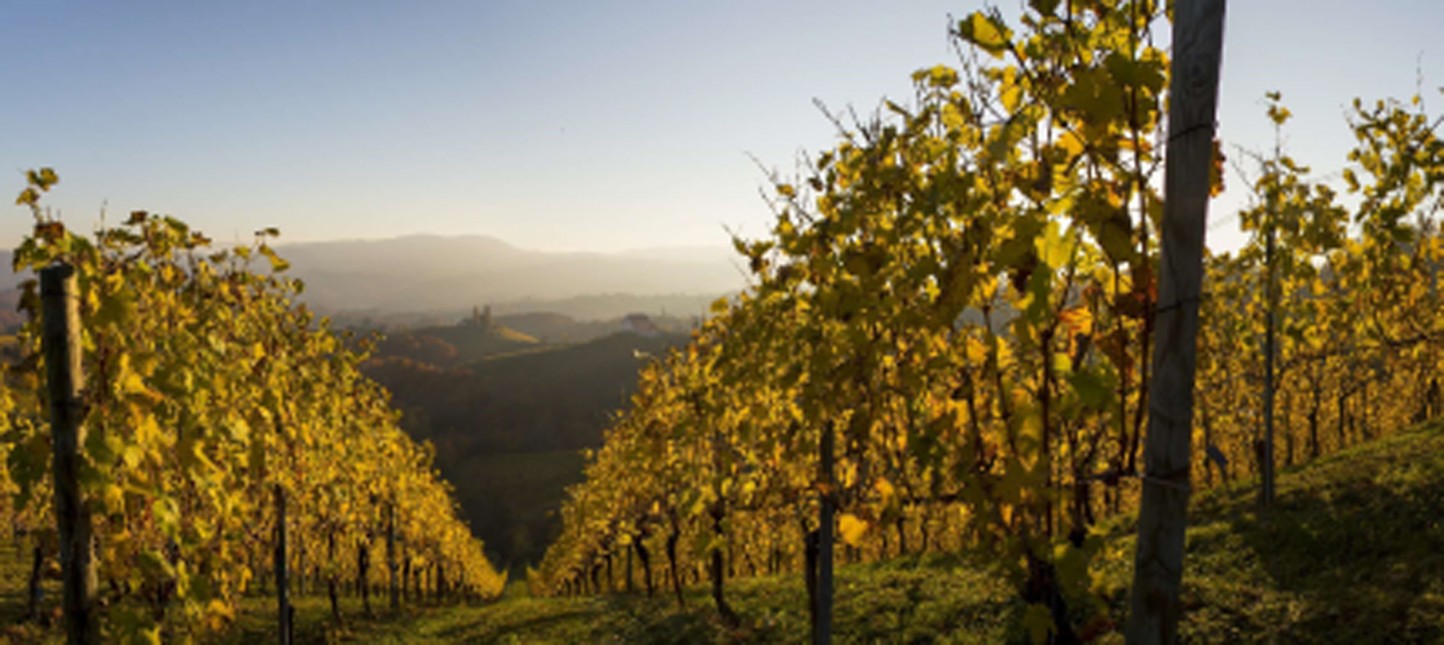 El sector del vino se dará cita en Toledo para afrontar el reto del cambio climático