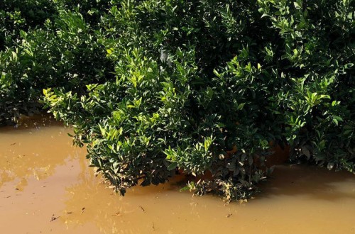 Las excesivas lluvias ya causan pérdidas millonarias en el campo de la Comunidad Valenciana