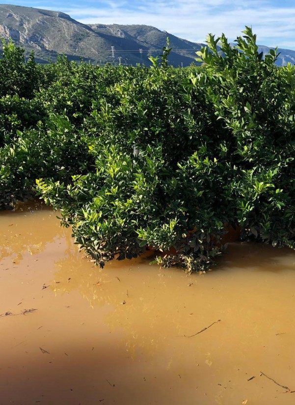 Las excesivas lluvias ya causan pérdidas millonarias en el campo de la Comunidad Valenciana