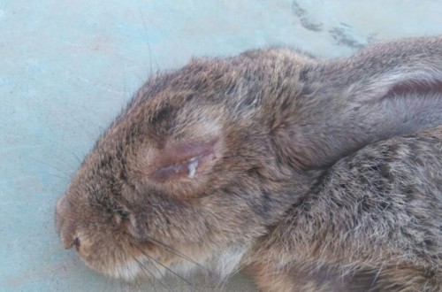 La mixomatosis de liebres y conejos se disemina y asciende hacia el Norte peninsular
