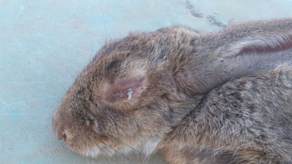 La mixomatosis de liebres y conejos se disemina y asciende hacia el Norte peninsular