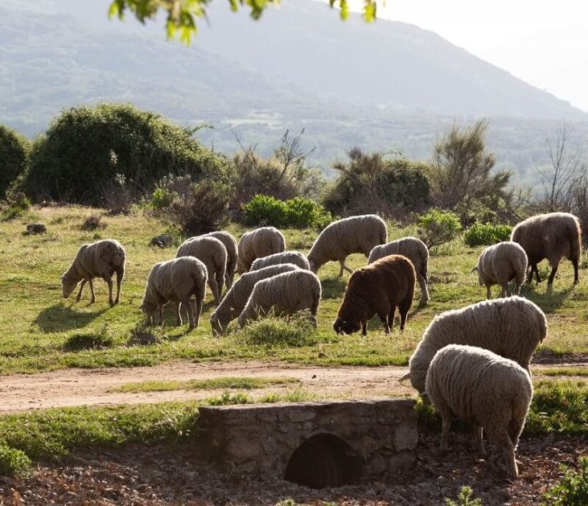 Cooperativas Agro-alimentarias plantea medidas clave para garantizar la sanidad del ovino y caprino