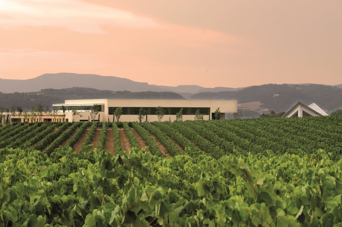 Abogan por limitar a “0 hectáreas” las nuevas plantaciones en la DOP Cava