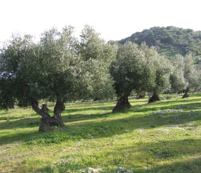 Las salidas de aceite de oliva podrían haber superado las 110.000 t en noviembre