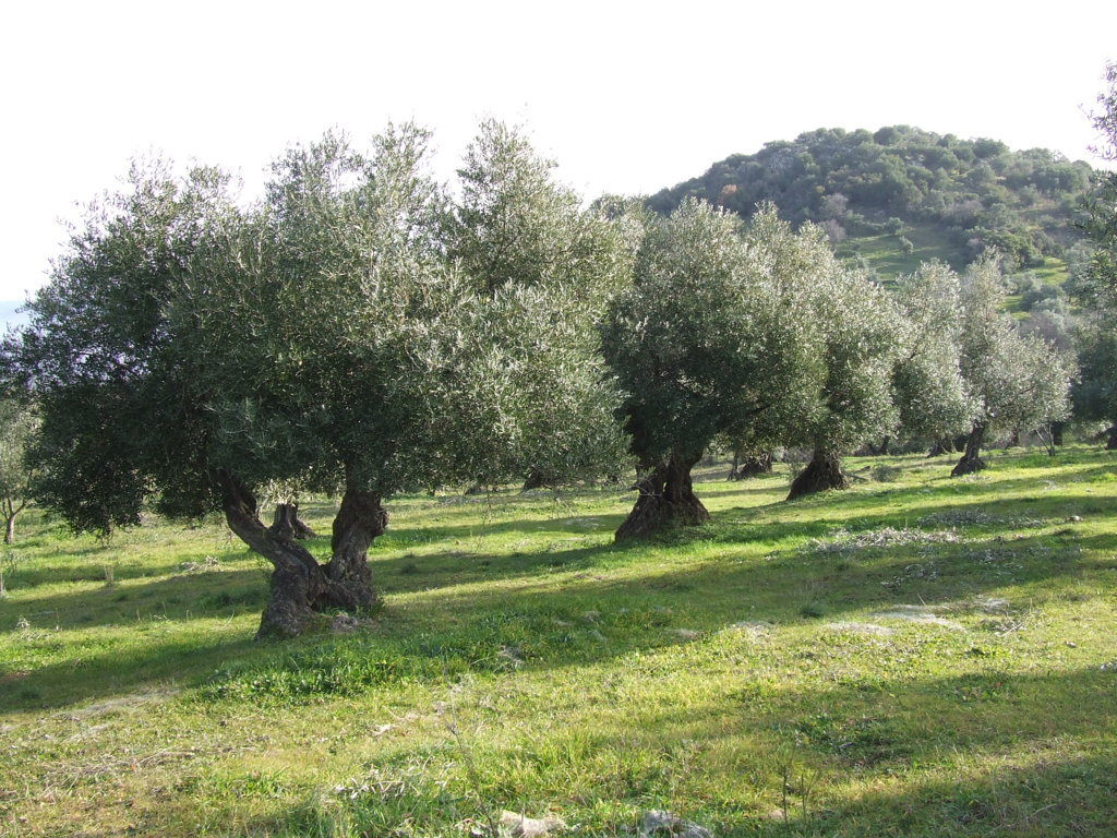 Las salidas de aceite de oliva podrían haber superado las 110.000 t en noviembre