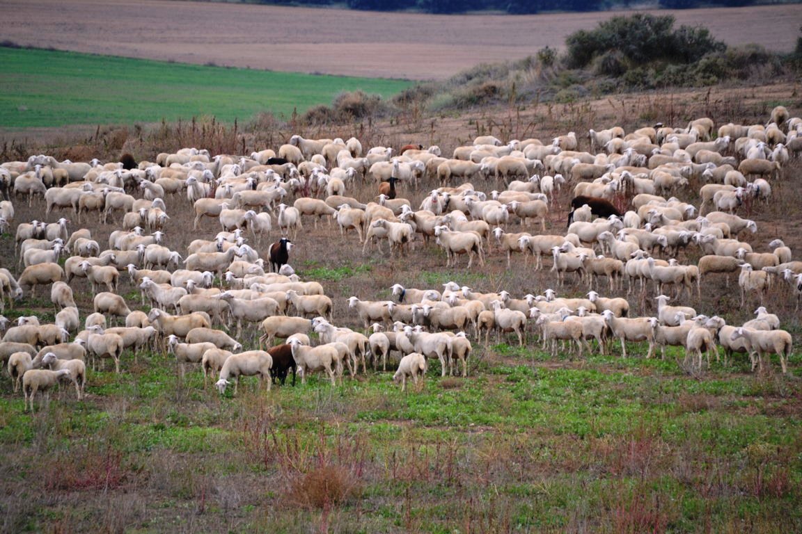 La UE declara libres de brucelosis ovina y caprina varias provincias de España