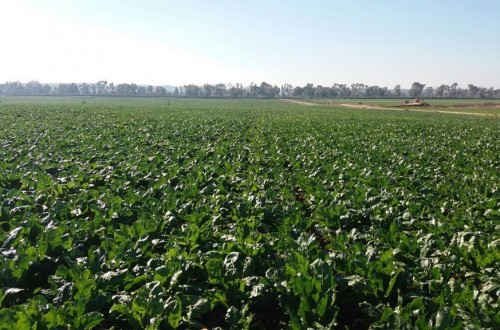 Las OPAs advierten al MAPA sobre el riesgo de supervivencia del cultivo de remolacha azucarera