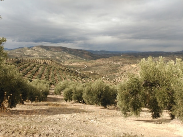 Situación fitosanitaria del cultivo del olivar