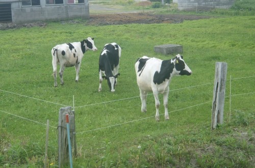 La adaptación del vacuno de leche al cambio climático