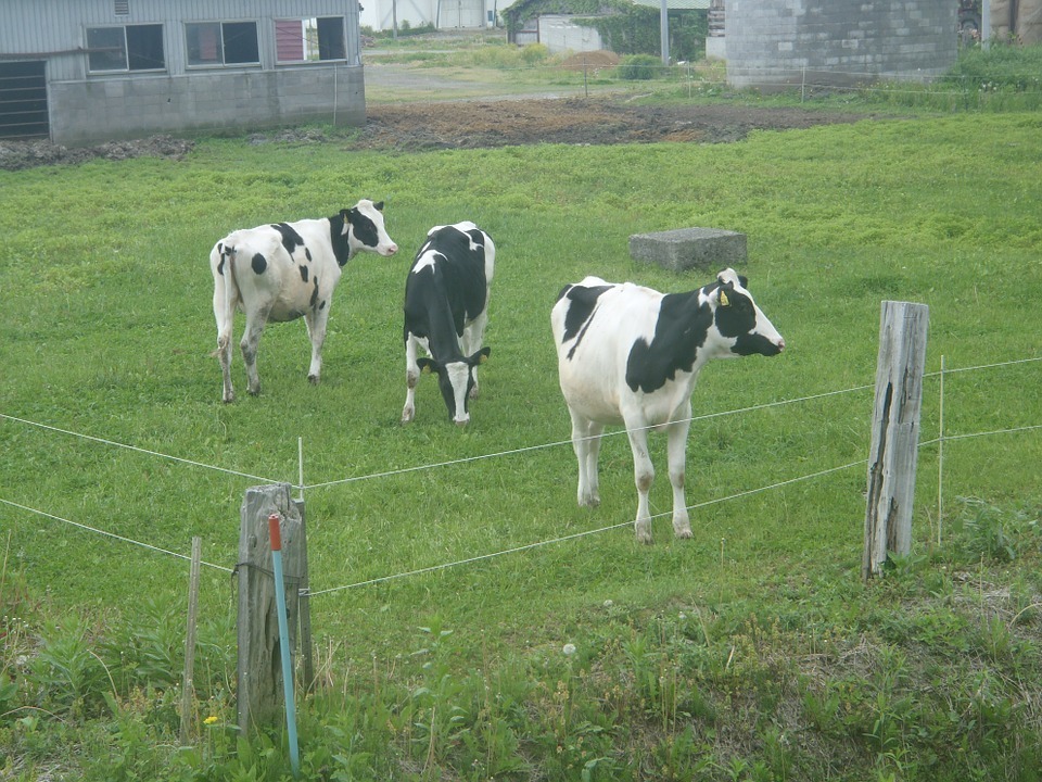 La adaptación del vacuno de leche al cambio climático