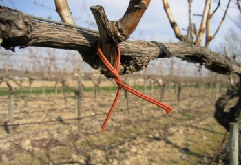 Situación fitosanitaria de  la vid en España