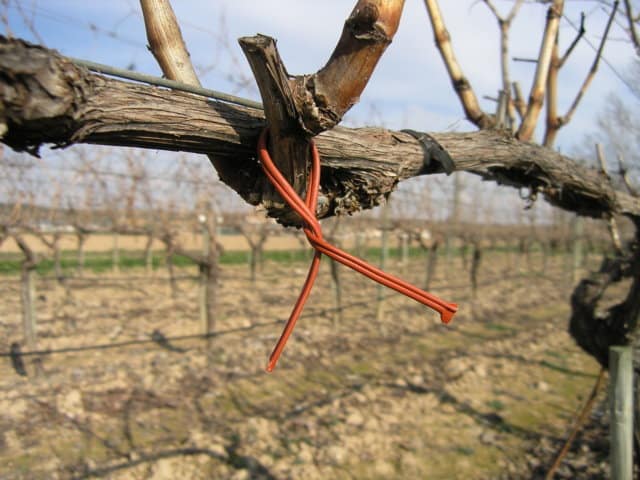 Situación fitosanitaria de  la vid en España