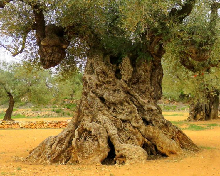 La FAO reconoce oficialmente a los Olivos Milenarios del Sénia como Sistema Importante del Patrimonio Agrícola Mundial