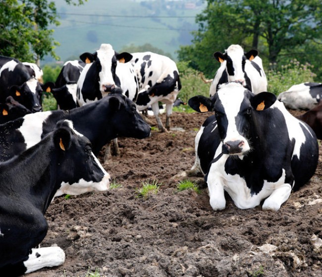 El precio medio de la leche de vaca en España se recuperó un 2,5% en octubre