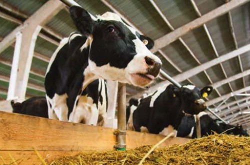 La importancia de los cereales en la alimentación del vacuno de leche