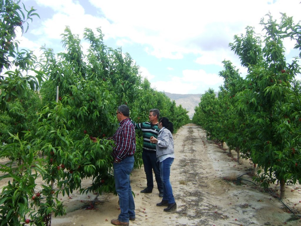 Cataluña recibe 600 peticiones para acogerse a su Plan de arranque de árboles de fruta de hueso