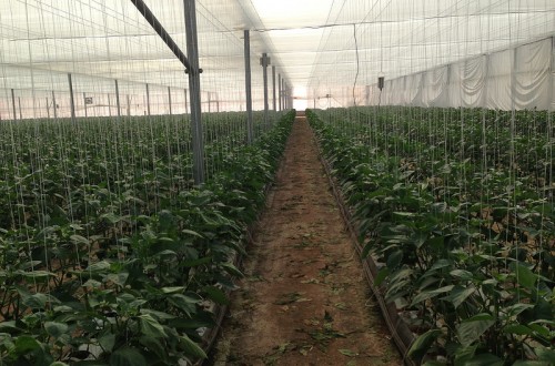 El MAPA aprueba ayudas de 11,5 M€ para 22 proyectos de innovación agroalimentaria y forestal