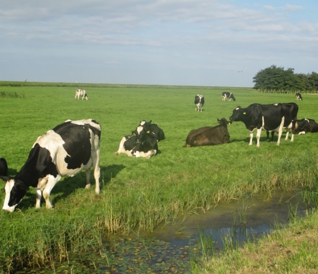 El precio medio de la leche de vaca en origen en España siguió a la cola de la UE en noviembre