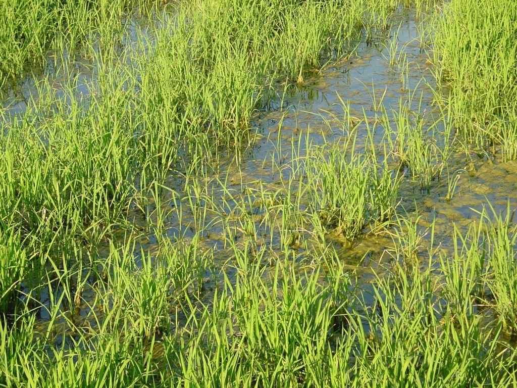 La UE reintroduce la cláusula de salvaguardia a la importación de arroz de Camboya y Myanmar