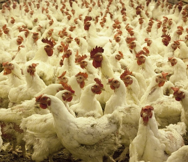 Investigan cómo controlar las infecciones en granjas avícolas sin antibiótico