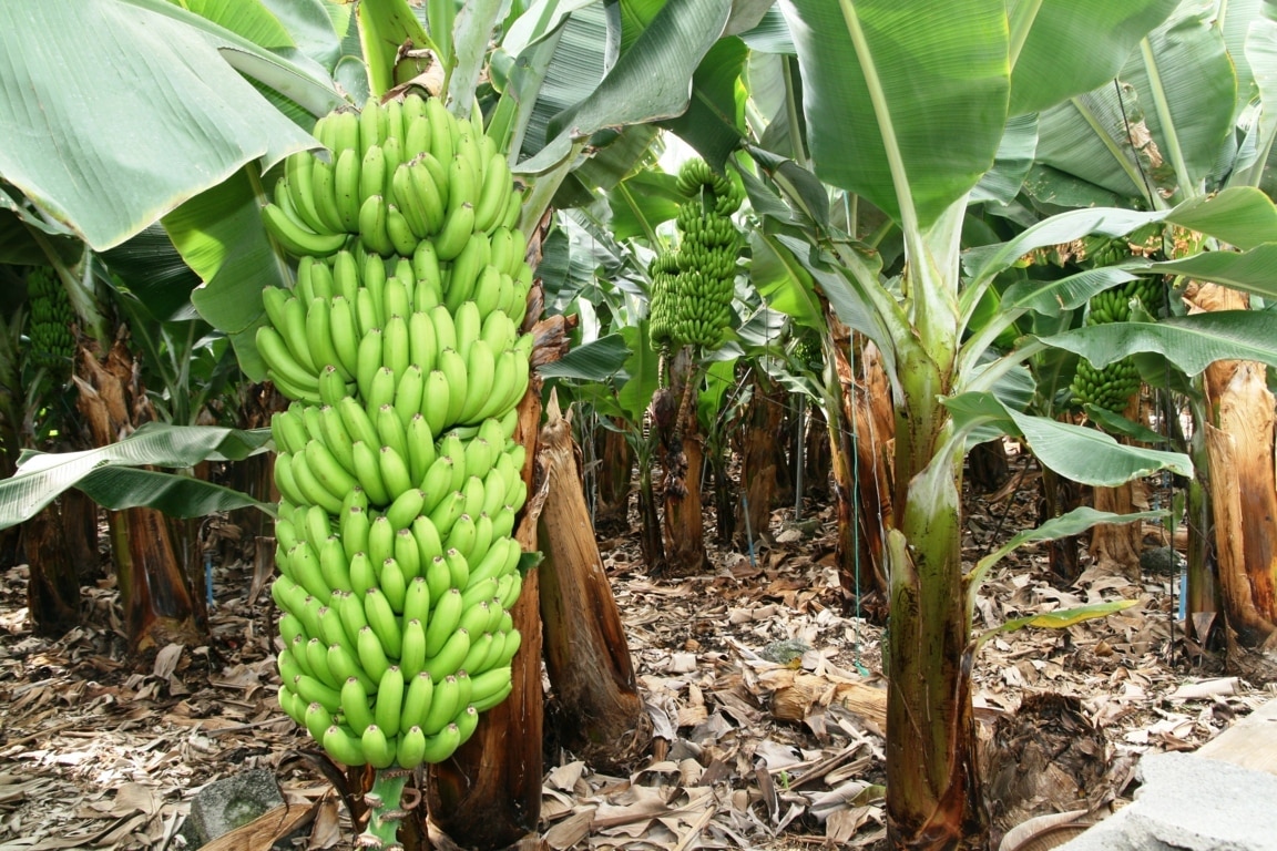 El viento deja pérdidas de 3.890.000 kg de plátanos de Canarias