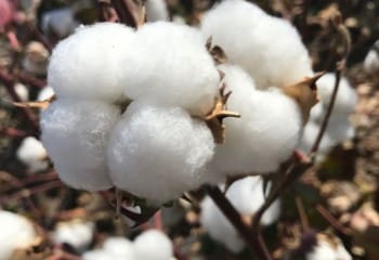 Comienza la campaña del algodón en Córdoba con un rendimiento inferior a los 1.500 kilos