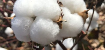 Comienza la campaña del algodón en Córdoba con un rendimiento inferior a los 1.500 kilos