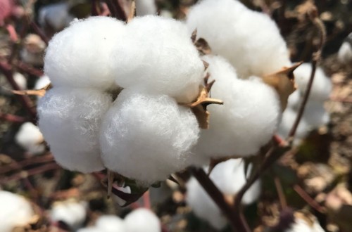 Comienza la campaña del algodón en Córdoba con un rendimiento inferior a los 1.500 kilos