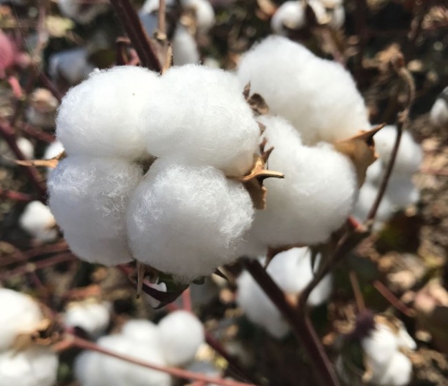Comienza la campaña del algodón en Córdoba con un rendimiento inferior a los 1.500 kilos