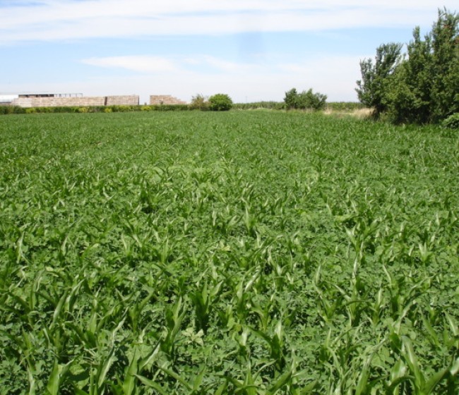 Las malas hierbas dicotiledóneas más problemáticas en el cultivo del maíz