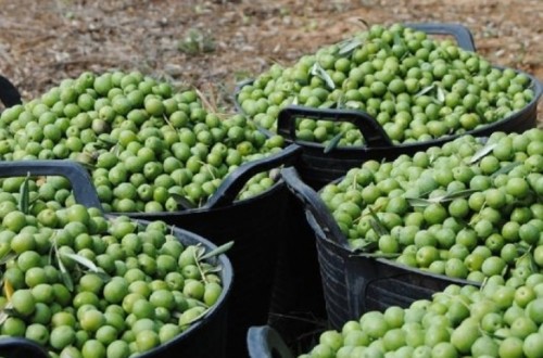 Andalucía lidera las exportaciones de aceituna de mesa y bate récord con 702 millones de facturación