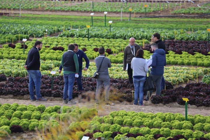 Lechugas resistentes a BR:35EU, protagonistas de la jornada de Puertas Abiertas de Bejo