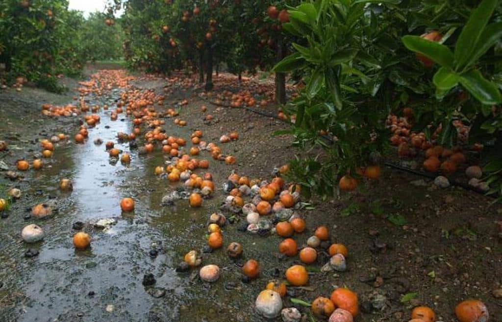 Bruselas eleva hasta 25.000 € la ayuda de Estado «de  minimis» por explotación a los agricultores