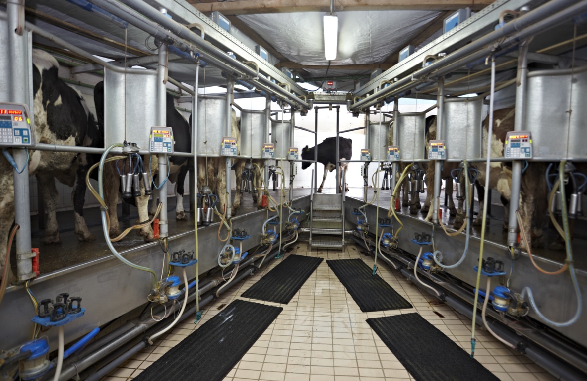 Récord de entregas de leche de vaca a industria en España, con casi 7,2 Mt en 2018