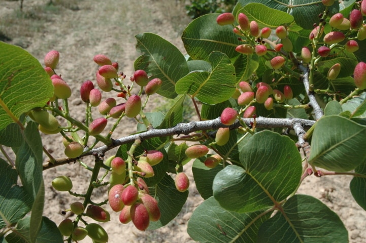 Exportación de nutrientes en una parcela de pistachero