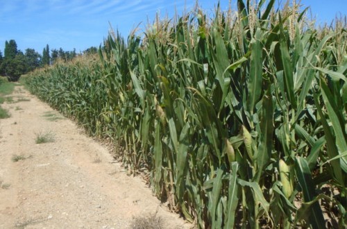 Riego por goteo subterráneo en cultivos de maíz y alfalfa