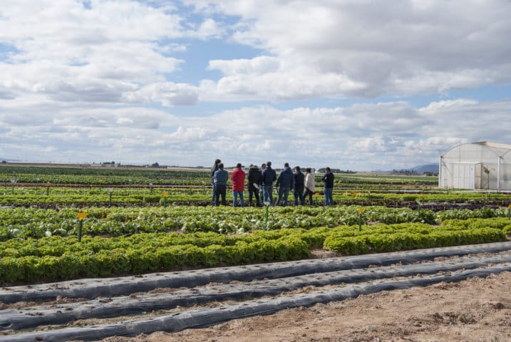 Bejo celebrará en Murcia una jornada de puertas abiertas de lechuga y brassicas