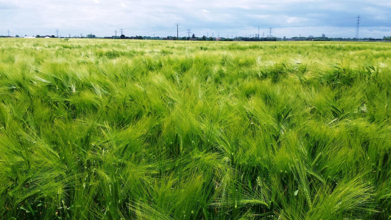 MercadosPAC, primera empresa dirigida a organizar el mercado no regulado de derechos agrícolas