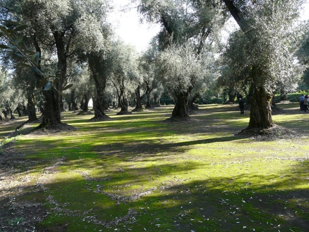 Debacle total de la producción “Made in Italy” de aceite de oliva en la campaña 2018/19